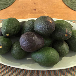 Aguacate 'Fuerte'